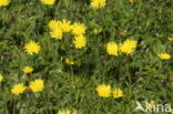 Muizenoor (Hieracium pilosella)