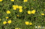 Mouse-ear Hawkweed (Hieracium pilosella)