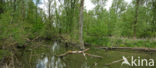 Nationaal Park de Biesbosch