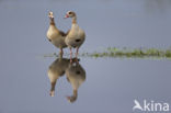 Egyptian Goose (Alopochen aegyptiaca)