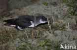 Noordse Pijlstormvogel (Puffinus puffinus)