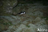 Manx Shearwater (Puffinus puffinus)