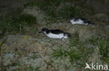 Noordse Pijlstormvogel (Puffinus puffinus)