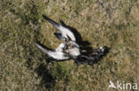 Manx Shearwater (Puffinus puffinus)