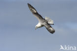 Noordse Stormvogel (Fulmarus glacialis)