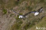 Noordse Stormvogel (Fulmarus glacialis)