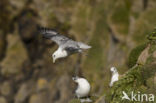 Noordse Stormvogel (Fulmarus glacialis)