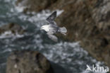 Noordse Stormvogel (Fulmarus glacialis)