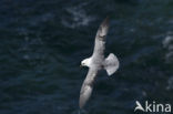 Noordse Stormvogel (Fulmarus glacialis)