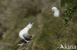 Noordse Stormvogel (Fulmarus glacialis)