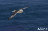 Noordse Stormvogel (Fulmarus glacialis)