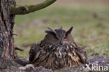 Oehoe (Bubo bubo)