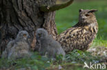 Oehoe (Bubo bubo)