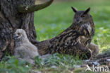 Oehoe (Bubo bubo)