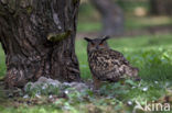 Oehoe (Bubo bubo)