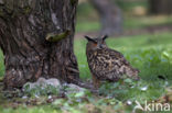 Oehoe (Bubo bubo)