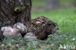 Oehoe (Bubo bubo)