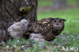 Oehoe (Bubo bubo)