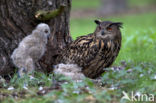 Oehoe (Bubo bubo)