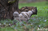 Eurasian Eagle-Owl (Bubo bubo)