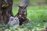 Oehoe (Bubo bubo)