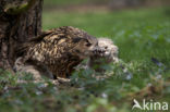 Eurasian Eagle-Owl (Bubo bubo)