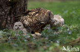 Eurasian Eagle-Owl (Bubo bubo)