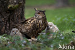 Oehoe (Bubo bubo)