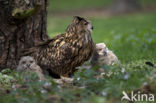 Oehoe (Bubo bubo)