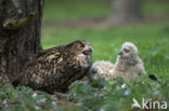 Oehoe (Bubo bubo)