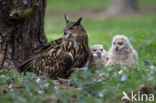 Oehoe (Bubo bubo)