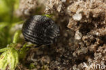 Onthophilus striatus