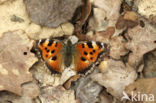 Yellow-legged Tortoiseshell (Nymphalis xanthomelas)