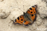 Yellow-legged Tortoiseshell (Nymphalis xanthomelas)
