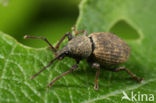 Otiorhynchus raucus