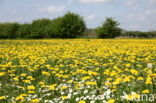 Paardenbloem (Taraxacum vulgare)