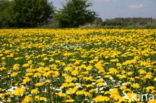 Paardenbloem (Taraxacum vulgare)