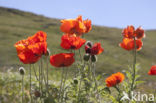 Poppy (Papaver spec)