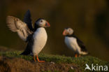 Atlantic Puffin (Fratercula arctica)