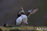 Atlantic Puffin (Fratercula arctica)