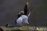 Atlantic Puffin (Fratercula arctica)