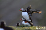 Atlantic Puffin (Fratercula arctica)