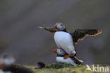 Atlantic Puffin (Fratercula arctica)