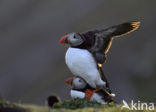 Atlantic Puffin (Fratercula arctica)