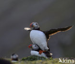 Atlantic Puffin (Fratercula arctica)