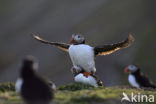 Atlantic Puffin (Fratercula arctica)