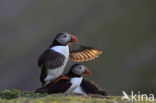 Atlantic Puffin (Fratercula arctica)