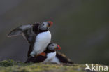 Atlantic Puffin (Fratercula arctica)