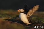 Atlantic Puffin (Fratercula arctica)