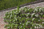 Pear (Pyrus spec.)